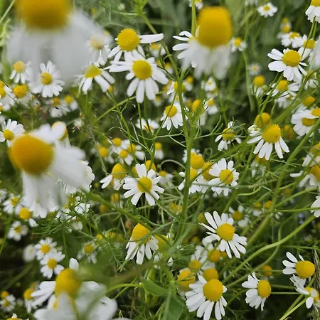 Guest house Sport - Relax Buky Frantiskovy Lazne