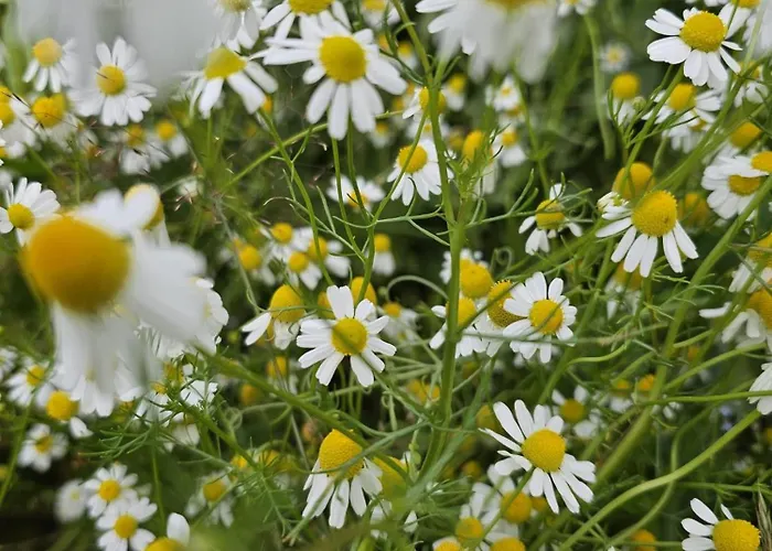 Gasthof Sport - Relax Buky Františkovy Lázně